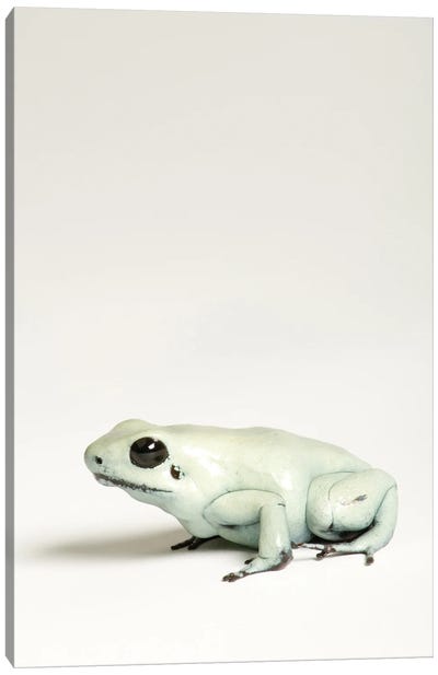 A Golden Poison Dart Frog At Rolling Hills Zoo Canvas Art Print - Minimalist Wildlife Photography