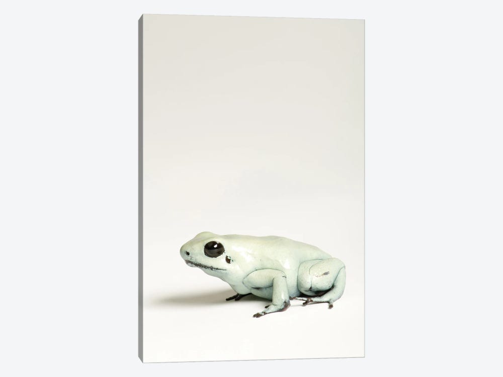 A Golden Poison Dart Frog At Rolling Hills Zoo by Joel Sartore 1-piece Canvas Wall Art