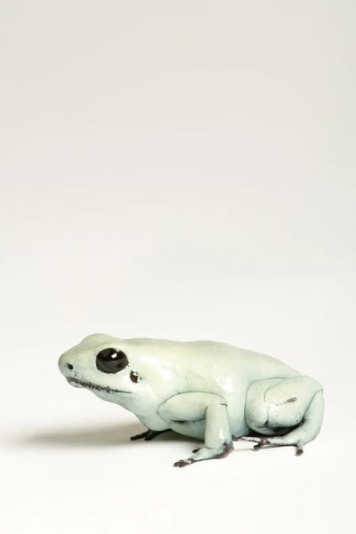 Minimalist Wildlife Photography: A Golden Poison Dart Frog At Rolling Hills Zoo by Joel Sartore