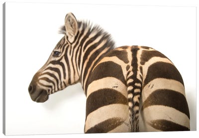 A Zebra Named Mugambi, At The Cheyenne Mountain Zoo Canvas Art Print - Minimalist Wildlife Photography