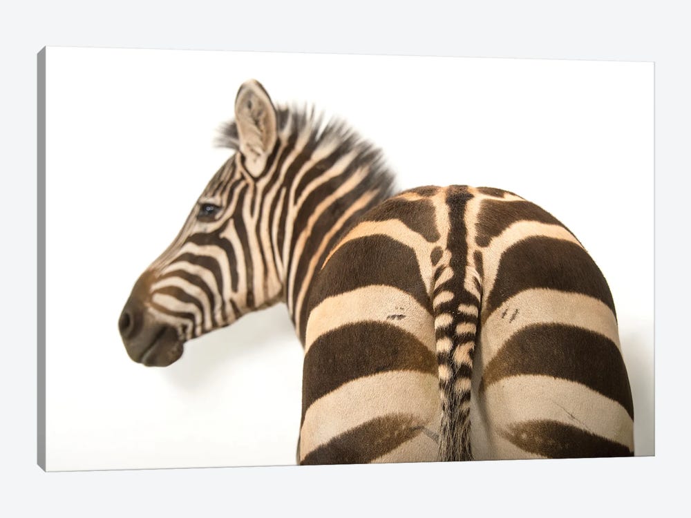 A Zebra Named Mugambi, At The Cheyenne Mountain Zoo by Joel Sartore 1-piece Canvas Art Print