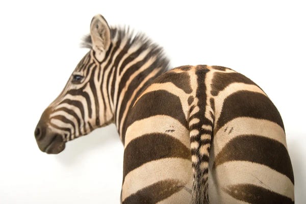 Minimalist Wildlife Photography: A Zebra Named Mugambi, At The Cheyenne Mountain Zoo by Joel Sartore
