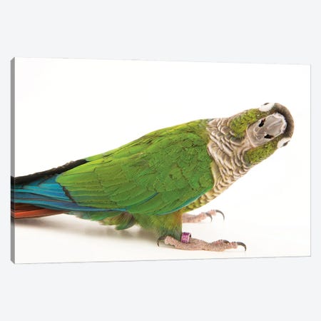 A Green-Cheeked Conure From A Private Collection Canvas Print #SRR93} by Joel Sartore Canvas Wall Art