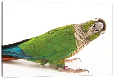 A Green-Cheeked Conure From A Private Collection Canvas Art Print - Joel Sartore