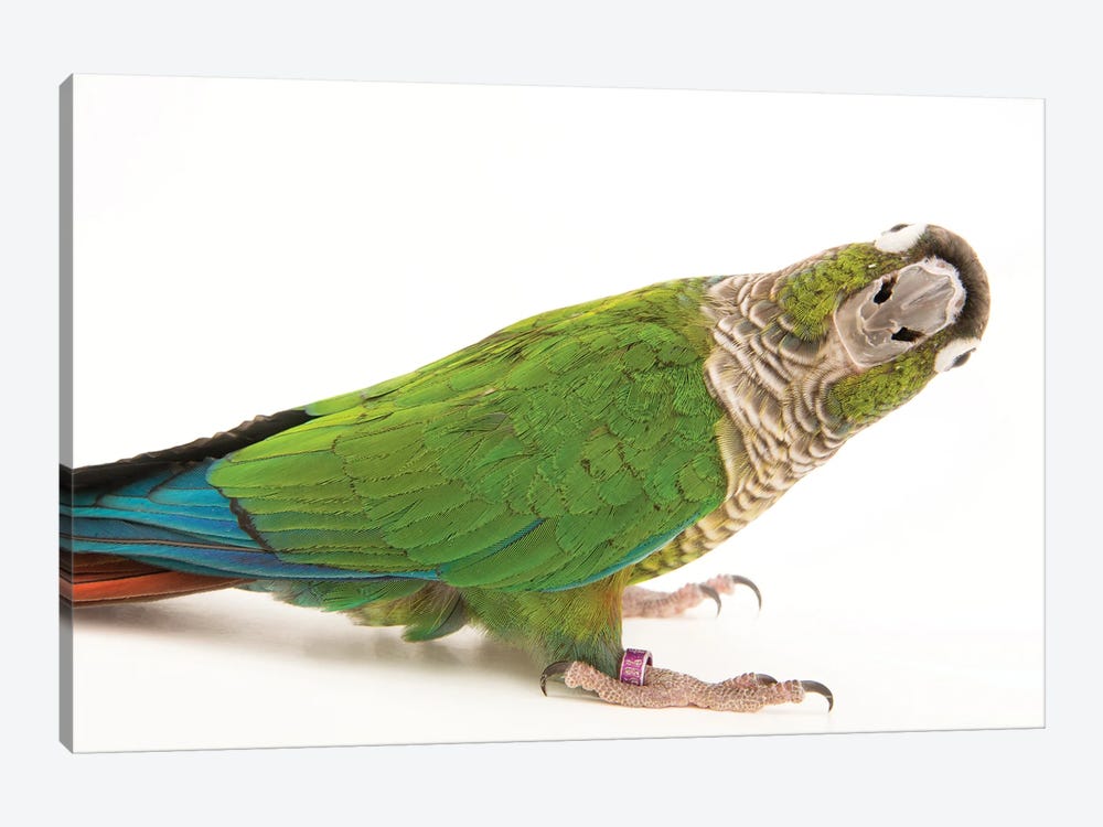 A Green-Cheeked Conure From A Private Collection by Joel Sartore 1-piece Canvas Wall Art