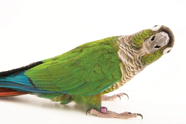 Parrots: A Green-Cheeked Conure From A Private Collection by Joel Sartore