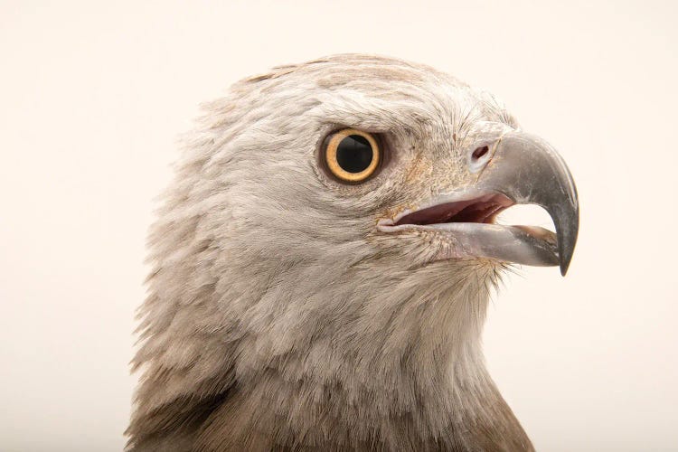 A Grey-Headed Fish-Eagle At Angkor Centre For Conservation Of Biodiversity In Siem Reap, Cambodia