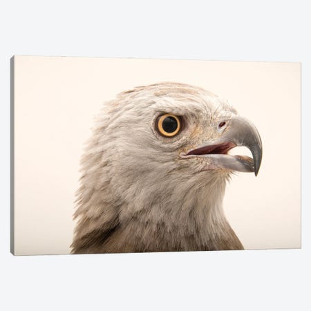 A Grey-Headed Fish-Eagle At Angkor Centre For Conservation Of Biodiversity In Siem Reap, Cambodia Canvas Print #SRR94} by Joel Sartore Canvas Art Print