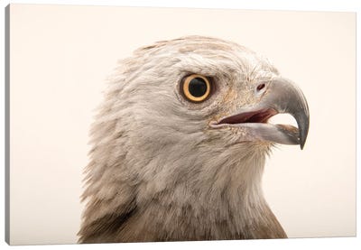 A Grey-Headed Fish-Eagle At Angkor Centre For Conservation Of Biodiversity In Siem Reap, Cambodia Canvas Art Print - Joel Sartore