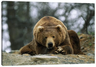 A Grizzly Bear At Rest On The Edge Of The Larson Bay Dump Canvas Art Print - Grizzly Bear Art