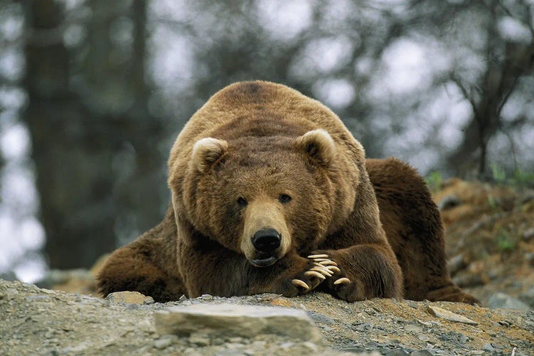 A Grizzly Bear At Rest On The Edge Of The Larson Bay Dump