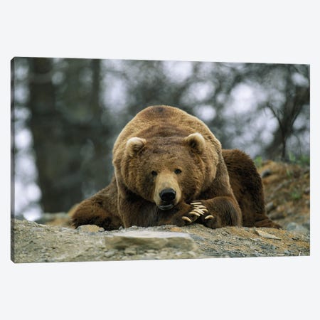 A Grizzly Bear At Rest On The Edge Of The Larson Bay Dump Canvas Print #SRR95} by Joel Sartore Canvas Art Print