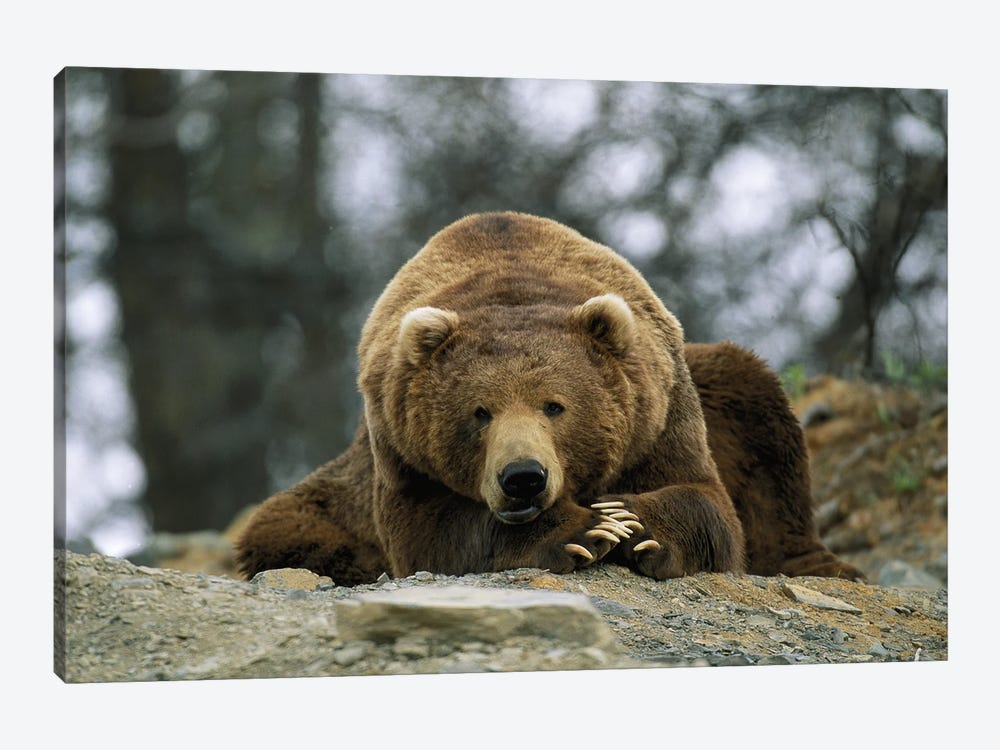 A Grizzly Bear At Rest On The Edge Of The Larson Bay Dump by Joel Sartore 1-piece Canvas Artwork