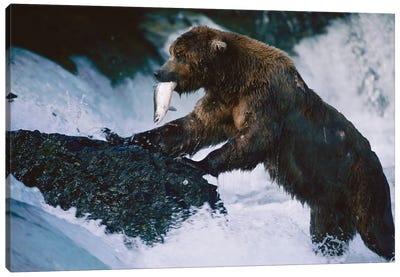 A Grizzly Bear Fishes For Salmon At Brooks Falls In Alaska‚ Katmai National Park Canvas Art Print - Grizzly Bear Art