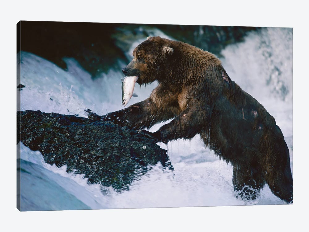A Grizzly Bear Fishes For Salmon At Brooks Falls In Alaska‚ Katmai National Park by Joel Sartore 1-piece Art Print