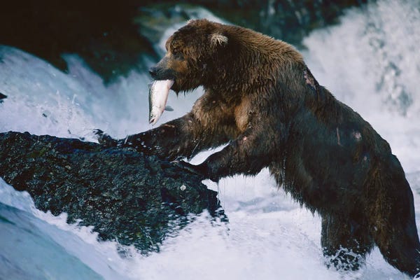 Grizzly Bears: A Grizzly Bear Fishes For Salmon At Brooks Falls In Alaska‚ Katmai National Park by Joel Sartore