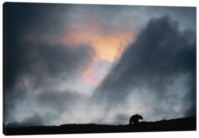 A Grizzly Bear Silhouetted By Sunset In Denali National Park, Alaska Canvas Art Print - Grizzly Bear Art