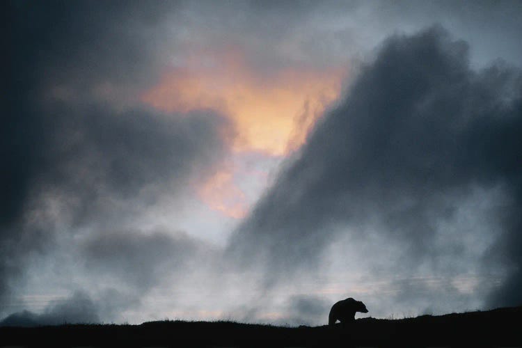 A Grizzly Bear Silhouetted By Sunset In Denali National Park, Alaska