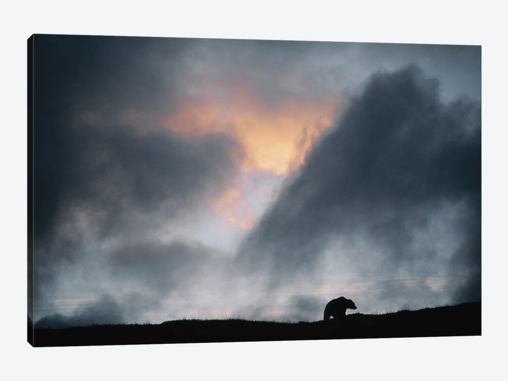A Grizzly Bear Silhouetted By Sunset In Denali National Park, Alaska by Joel Sartore 1-piece Canvas Artwork