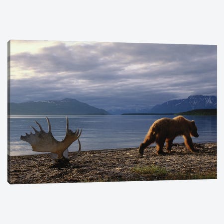 A Grizzly Bear Walks Past A Set Of Moose Antlers At Katmai's Naknek Lake Canvas Print #SRR98} by Joel Sartore Canvas Artwork