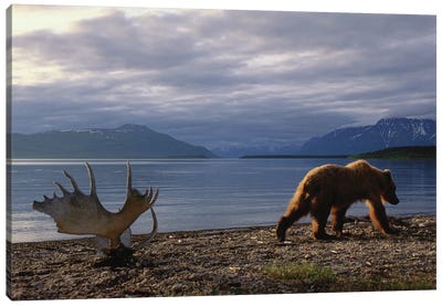 A Grizzly Bear Walks Past A Set Of Moose Antlers At Katmai's Naknek Lake Canvas Art Print - Alaska Art