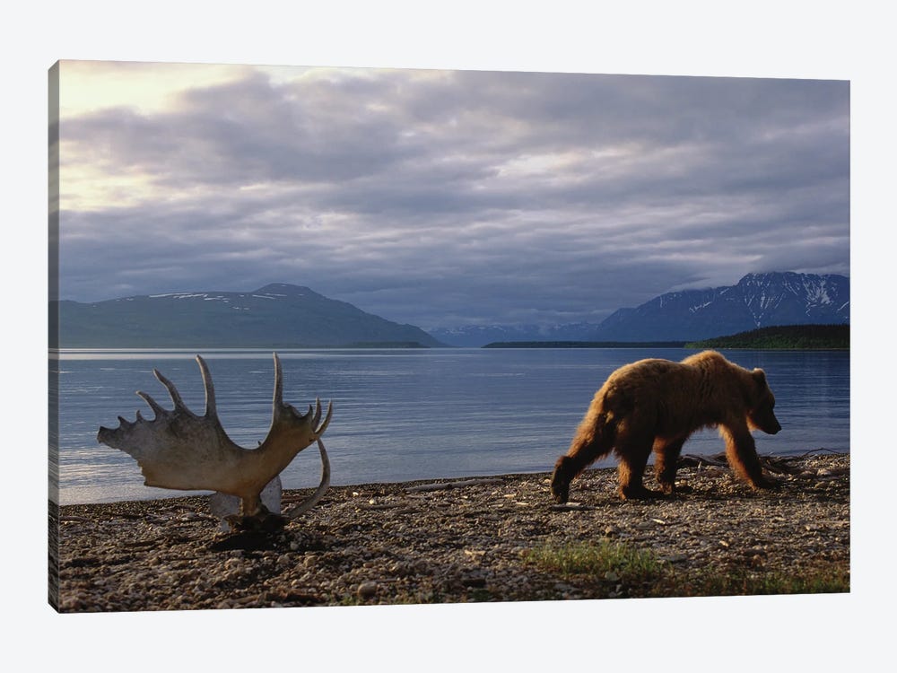 A Grizzly Bear Walks Past A Set Of Moose Antlers At Katmai's Naknek Lake by Joel Sartore 1-piece Canvas Print