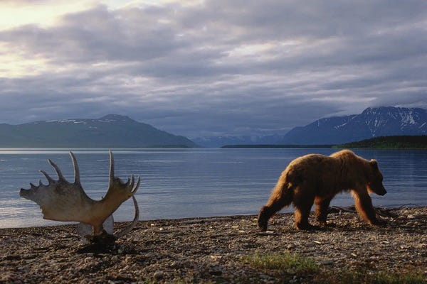 Grizzly Bears: A Grizzly Bear Walks Past A Set Of Moose Antlers At Katmai's Naknek Lake by Joel Sartore