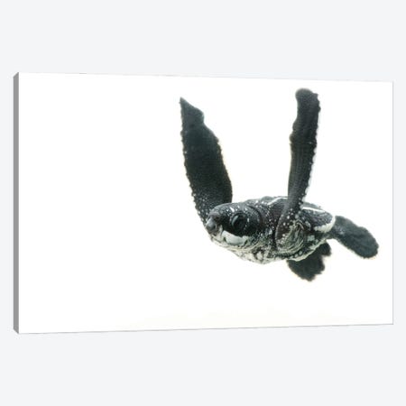 A Half-Day-Old Hatchling Leatherback Turtle From Bioko Island I Canvas Print #SRR99} by Joel Sartore Canvas Artwork