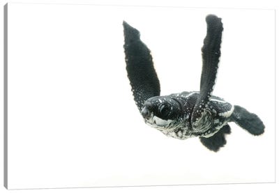 A Half-Day-Old Hatchling Leatherback Turtle From Bioko Island I Canvas Art Print - Joel Sartore