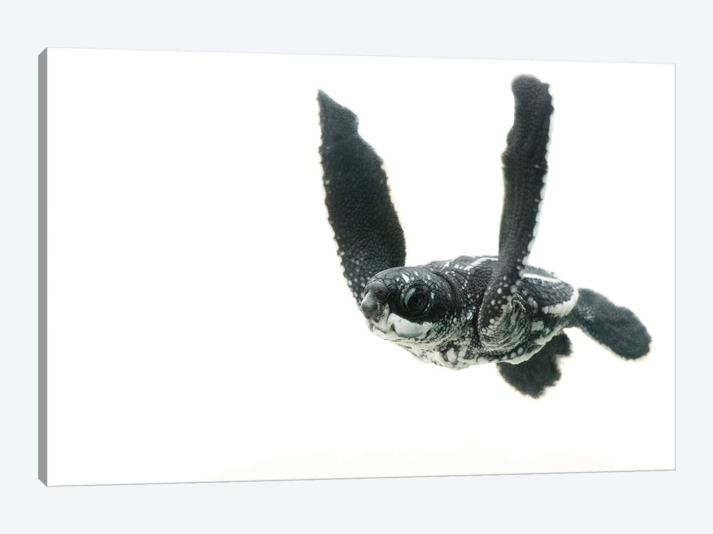 A Half-Day-Old Hatchling Leatherback Turtle From Bioko Island I by Joel Sartore 1-piece Canvas Wall Art
