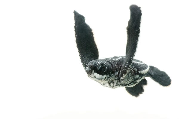 Turtles: Hatchling Leatherback Turtle I From Bioko Island by Joel Sartore