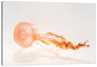 A Black Sea Nettle At The Monterey Bay Aquarium Canvas Art Print - Jellyfish Art