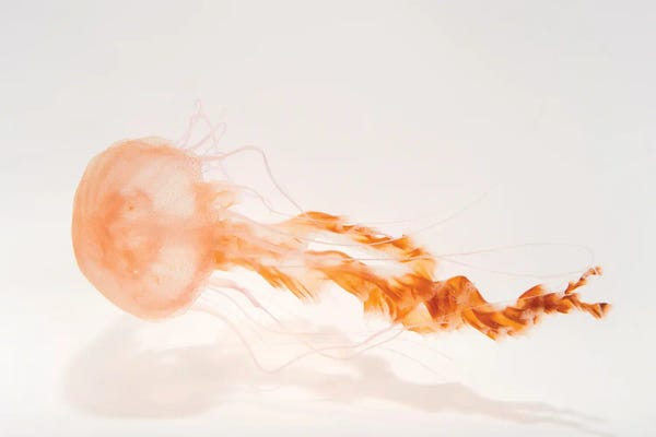 Joel Sartore: A Black Sea Nettle At The Monterey Bay Aquarium by Joel Sartore