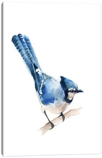 Blue Jay Canvas Art Print - Black, White & Blue Art