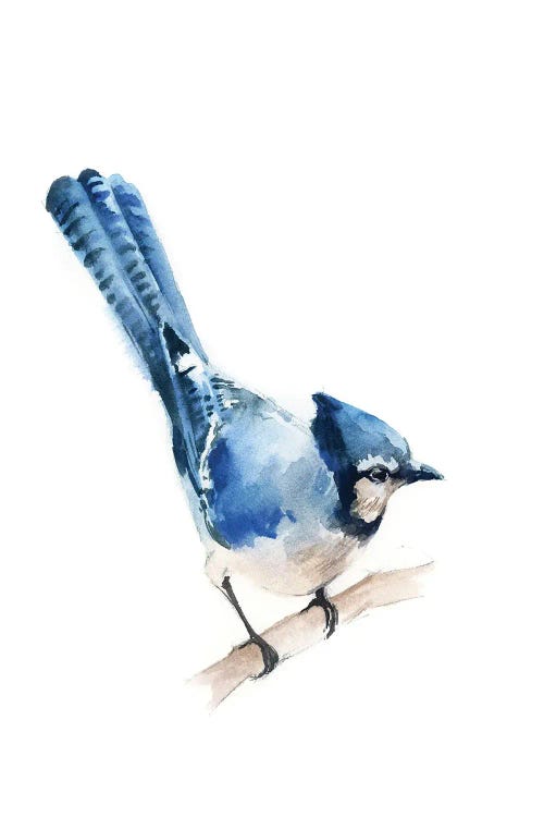 Blue Jay