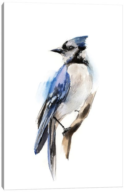 Blue Jay Bird Canvas Art Print - Black, White & Blue Art