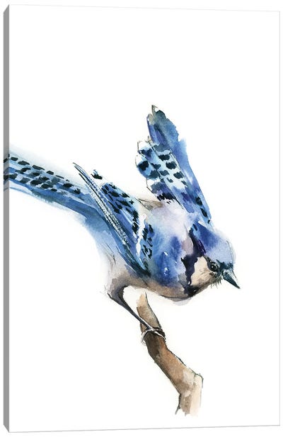 Blue Jay Birdie Canvas Art Print - Sophie Rodionov
