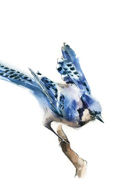 Blue Jay Birdie
