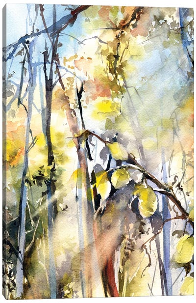 Sunlight Forest II Canvas Art Print - Cabin & Lodge Décor