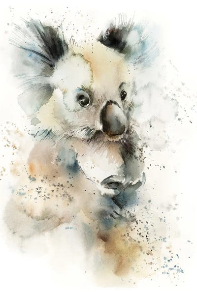 Koalas: Koala by Sophie Rodionov