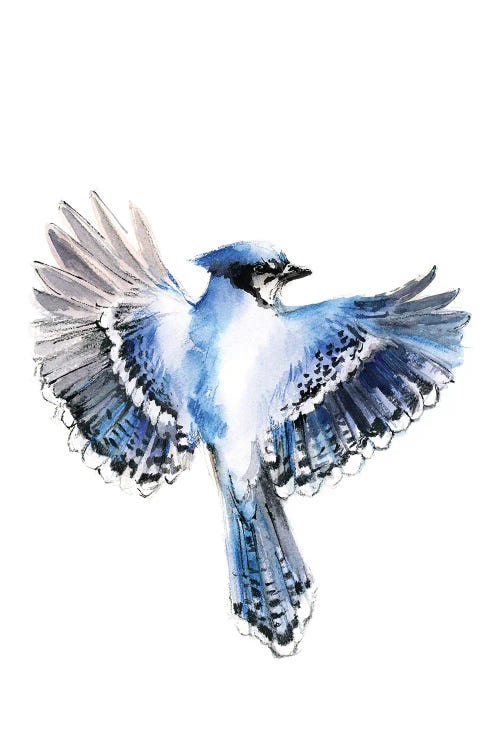 Flying Blue Jay