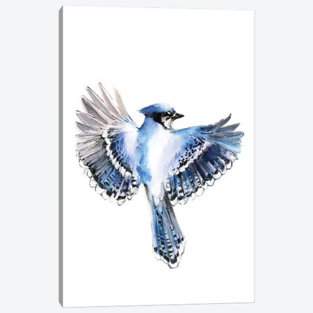 Flying Blue Jay Canvas Print #SRV99} by Sophie Rodionov Canvas Artwork