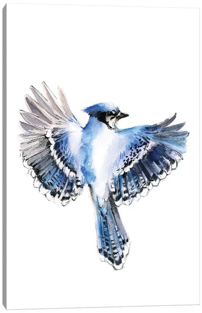 Flying Blue Jay Canvas Art Print - Sophie Rodionov