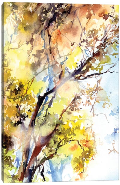 Sunlight Forest I Canvas Art Print - Sophie Rodionov