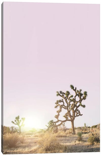 Joshua Tree Sunset Canvas Art Print - Desert Landscape Photography