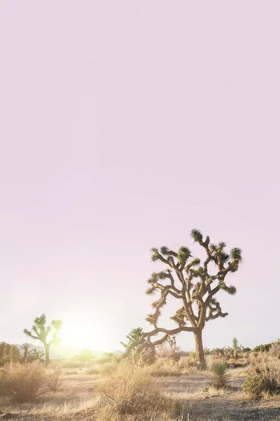 Sisi & Seb: Joshua Tree Sunset by Sisi & Seb