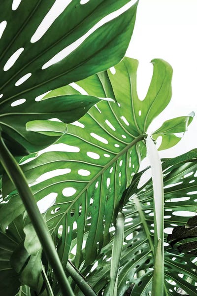 Tropical Living Room: Jungle by Sisi & Seb