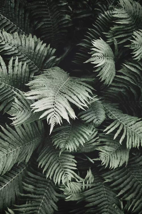 Jungle Fern