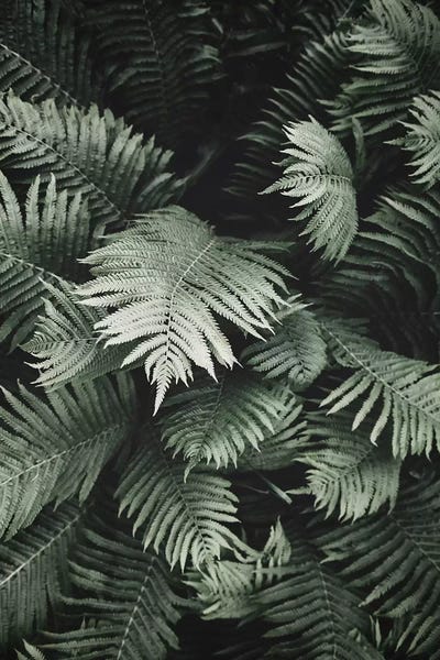 Sisi & Seb: Jungle Fern by Sisi & Seb