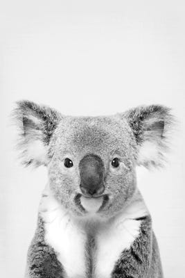 Portrait De Koala Avec L'écharpe Et Les Bouche-oreilles Illustration Stock  - Illustration du saison, décoratif: 84300611